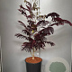 Albizia julibr. 'Summer Chocolate' 100-125 cm 20L