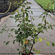 Amelanchier lamarckii 125-150 cm 10L