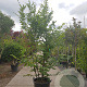 Carpinus betulus 250-300 cm container meerstammig