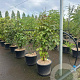 Davidia involucrata 100-125 cm 20L