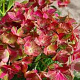 Hydrangea m. Chocolate Ever Belles 60-80 cm 20L breed