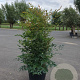 Nandina domestica 80-100 cm 2,5L