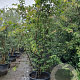 Parrotia persica 200-250 cm container meerstammig extra