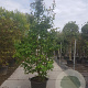 Parrotia persica 200-250 cm container meerstammig extra