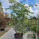 Parrotia persica 200-250 cm container meerstammig extra