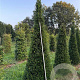Taxus baccata 225-250 cm draadkluit kegel