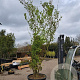 Acer palmatum 300-350 cm cont. 285L meerstammig