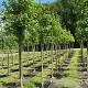 Liquidambar s. 'Worplesdon' 20-25 HO Cocoskluit