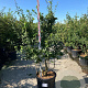 Mespilus germanica 175-200 cm cont. 90L meerstammig