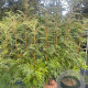 Sorbus 'Dodong' 175-200 cm 45L meerstammig