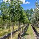 Sorbus domestica 18-20 HA cont. 90L