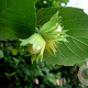 Corylus 'Gustav's Zeller' 8-10 HO 45L