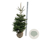 Abies koreana 150-175 cm met kluit extra