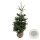 Abies koreana 150-175 cm met kluit extra