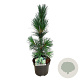Pinus flex. 'Vanderwolf's Pyramid' 40-50 cm P21