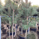 Pinus nigra 175-200 cm cont. 130L meerstammig
