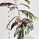 Albizia julibr. 'Summer Chocolate' 100-125 cm 3,0L