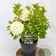 Hydrangea pan. Little Spooky 30-40 cm 3,0L