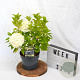 Hydrangea pan. Little Spooky 30-40 cm 3,0L