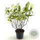 Hydrangea pan. Little Spooky 30-40 cm 3,0L