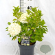 Hydrangea pan. Little Spooky 30-40 cm 3,0L