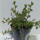 Potentilla f. 'Abbotswood' 30-40 cm 3,0L