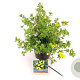 Potentilla f. 'Goldteppich' 25-30 cm 3,0L
