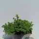 Potentilla f. 'Kobold' 25-30 cm 3,0L