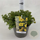 Potentilla f. 'Kobold' 25-30 cm 3,0L