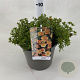 Potentilla f. 'Red Ace' 25-30 cm 3,0L