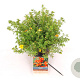 Potentilla f. 'Red Ace' 25-30 cm 3,0L