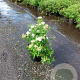 Spiraea jap. 'Albiflora' 25-30 cm 3,0L