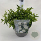 Spiraea jap. 'Albiflora' 25-30 cm 3,0L