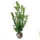 Ilex meserv. Blue Maid 60-80 cm met kluit