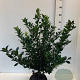 Ilex meserv. Blue Maid 60-80 cm met kluit