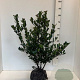 Ilex meserv. Heckenblau 60-80 cm met kluit