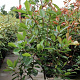 Photinia fraseri 'Red Robin' 100-120 cm 10L