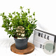 Viburnum tinus 30-40 cm 3,0L