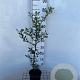 Ilex aquifolium 60-80 cm 2,0L