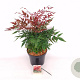 Nandina d. Obsessed 40-50 cm 7,5L