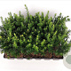 Taxus media 'Groenland' 20-25 cm P9