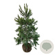 Pinus strobus 150-175 cm met kluit extra