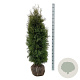 Thuja occ. 'Pyramidalis Compacta' 140-160 cm met kluit extra