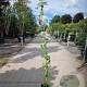 Akebia quinata 150-175 cm 5,0L