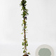 Akebia quinata 150-175 cm 5,0L