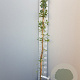 Akebia quinata 150-175 cm 5,0L