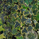 Hedera hel. 'Goldchild' 40-60 cm 2,0L met stok