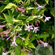 Jasminum stephanense 40-60 cm 2,0L met stok