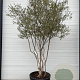 Vitex agnus-castus 200-250 cm cont. 240L meerstammig