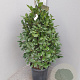 Laurus nobilis 100-110 cm 15L piramide